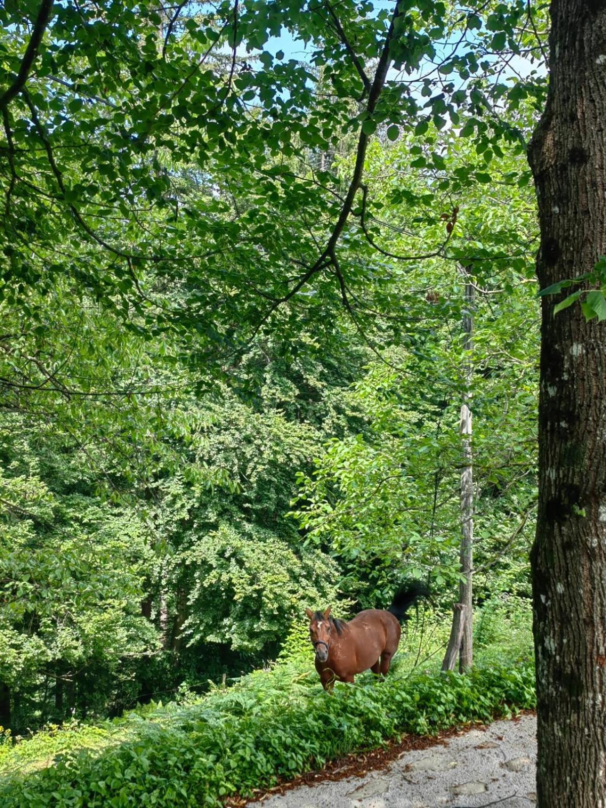 Gorenja Vas Healing Farm公寓 外观 照片